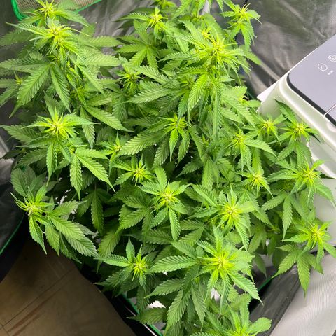 Northern Light growlog timeline photo