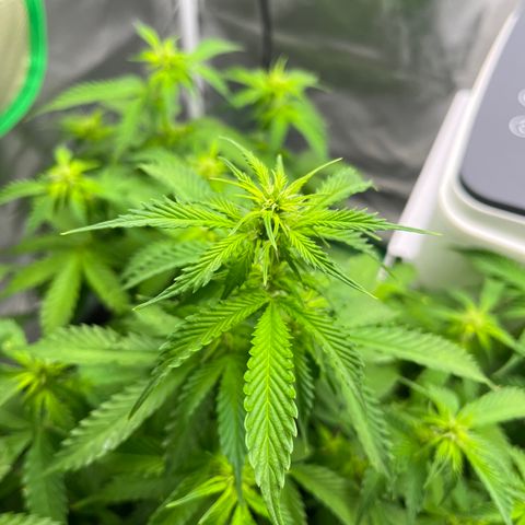 Northern Light growlog timeline photo