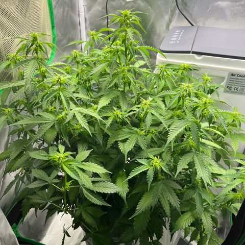 Northern Light growlog timeline photo