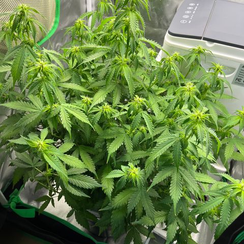 Northern Light growlog timeline photo