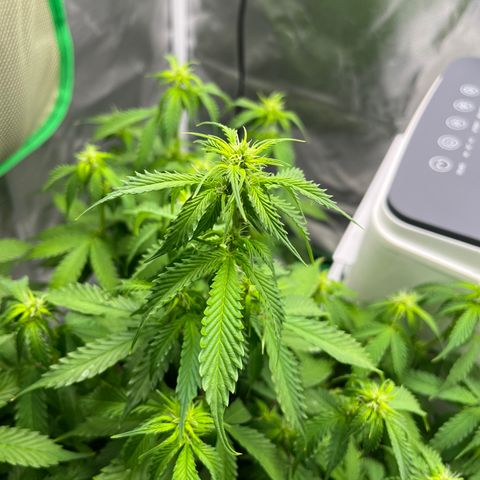 Northern Light growlog timeline photo