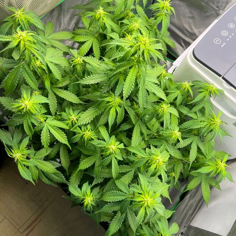 Northern Light growlog timeline photo