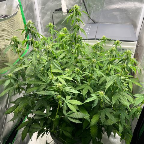 Northern Light growlog timeline photo