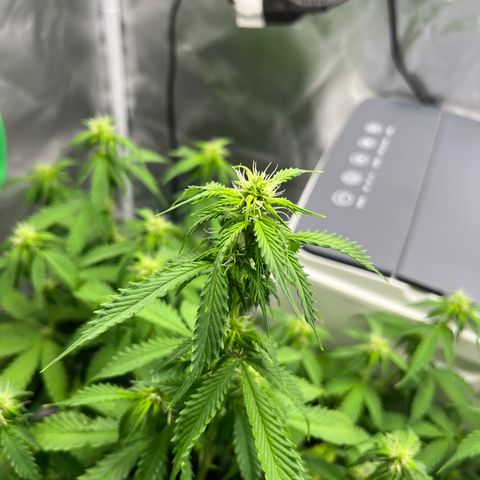 Northern Light growlog timeline photo