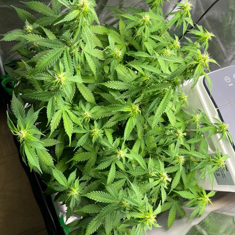 Northern Light growlog timeline photo