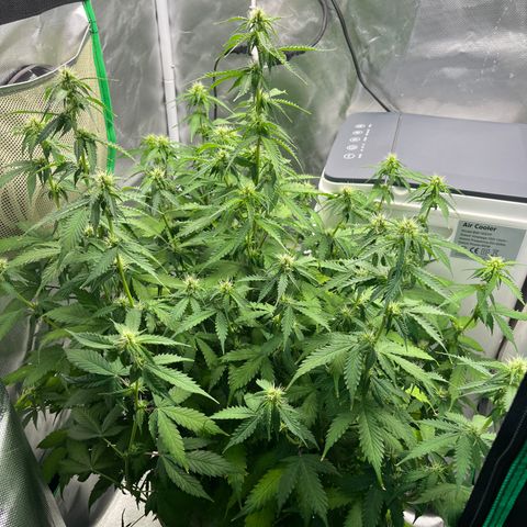 Northern Light growlog timeline photo