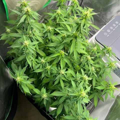 Northern Light growlog timeline photo