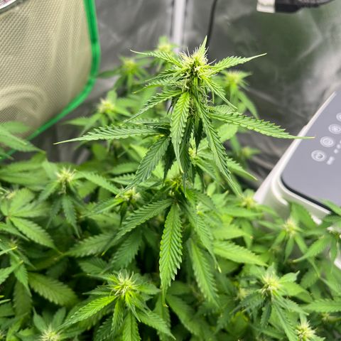 Northern Light growlog timeline photo