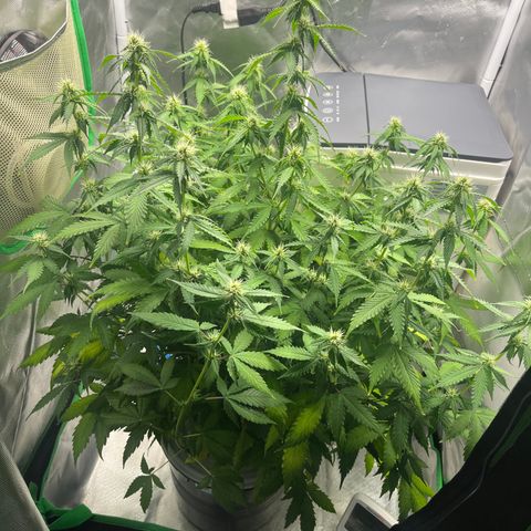 Northern Light growlog timeline photo