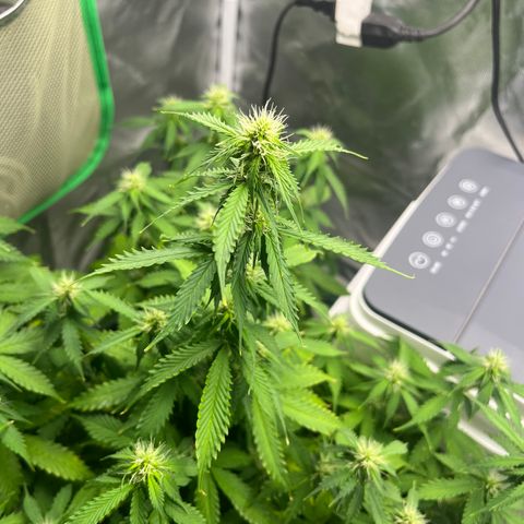 Northern Light growlog timeline photo