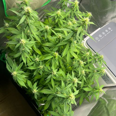 Northern Light growlog timeline photo