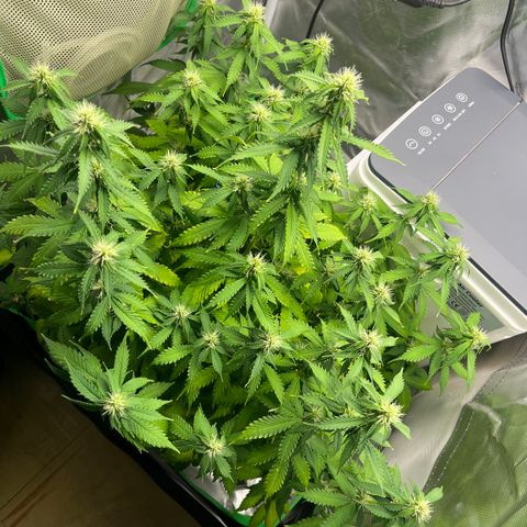 Northern Light growlog timeline photo