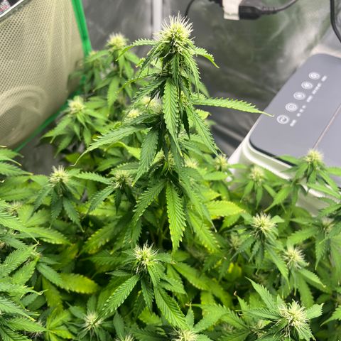 Northern Light growlog timeline photo