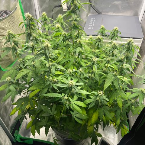 Northern Light growlog timeline photo