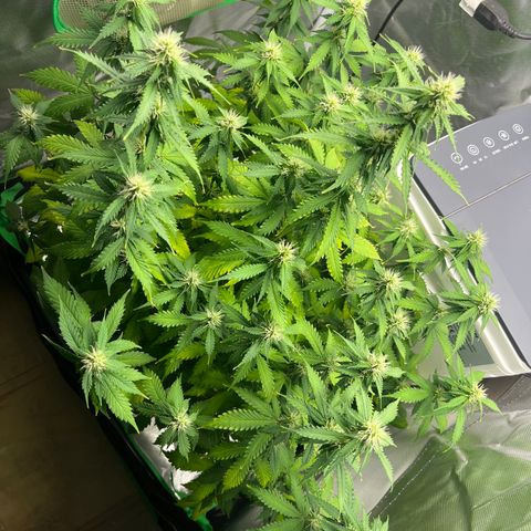 Northern Light growlog timeline photo
