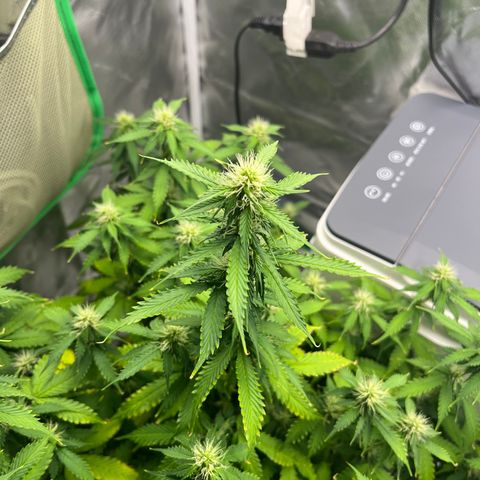 Northern Light growlog timeline photo