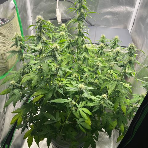 Northern Light growlog timeline photo