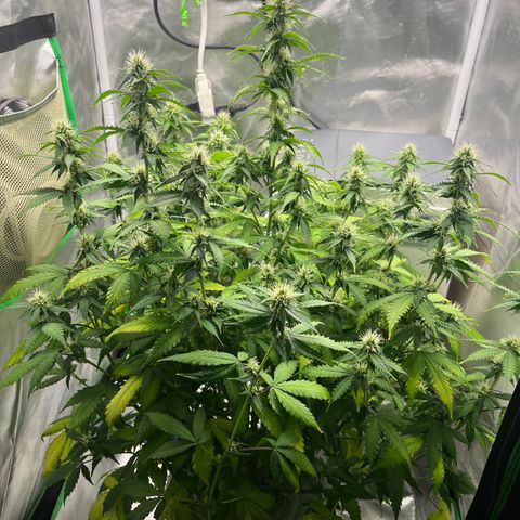 Northern Light growlog timeline photo