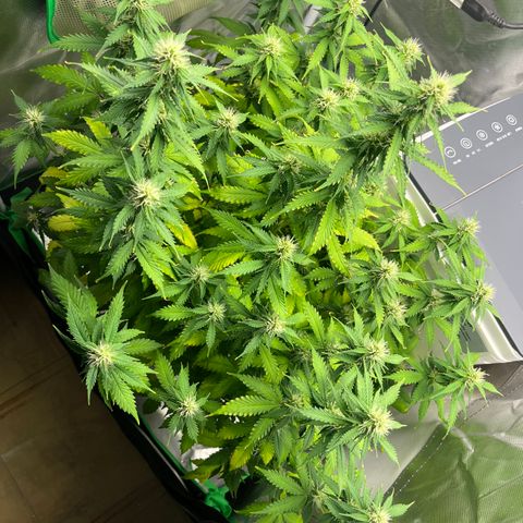 Northern Light growlog timeline photo