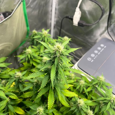 Northern Light growlog timeline photo