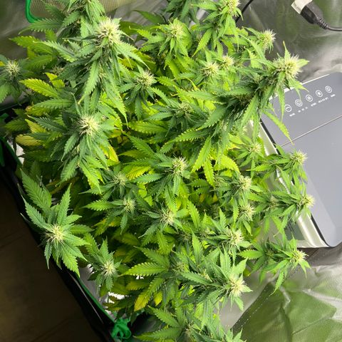 Northern Light growlog timeline photo