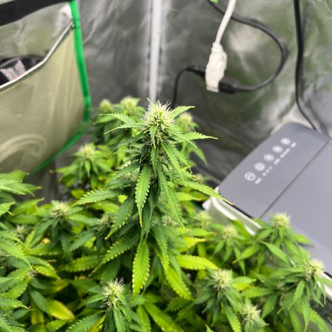 Northern Light growlog timeline photo