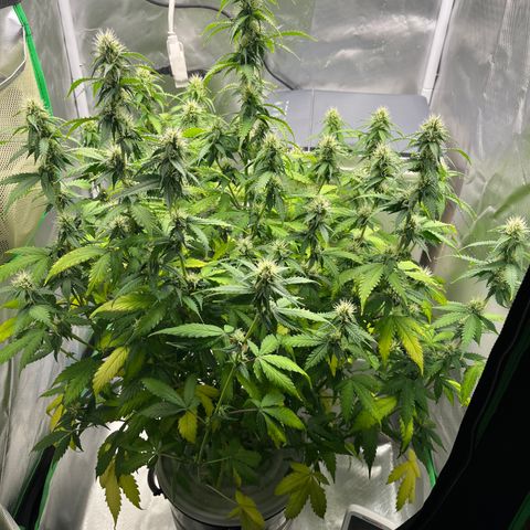 Northern Light growlog timeline photo