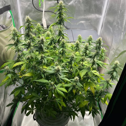Northern Light growlog timeline photo
