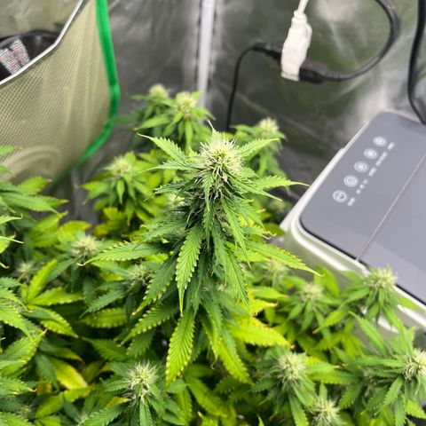 Northern Light growlog timeline photo