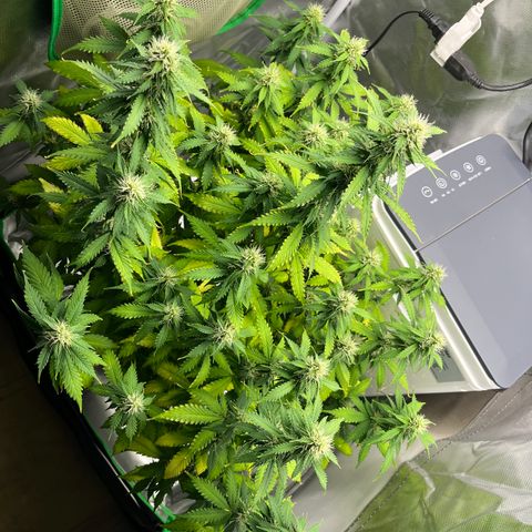 Northern Light growlog timeline photo