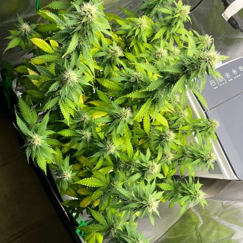 Northern Light growlog timeline photo