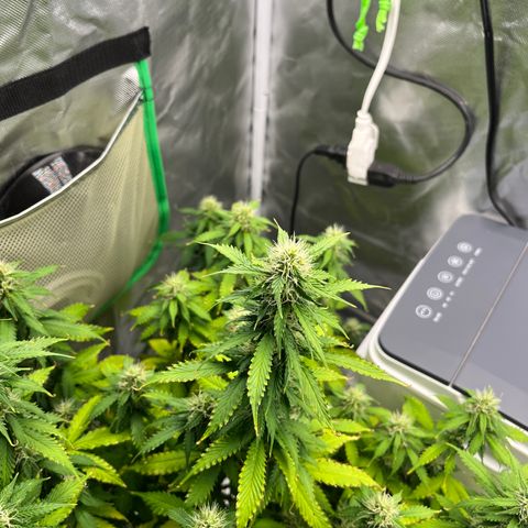 Northern Light growlog timeline photo