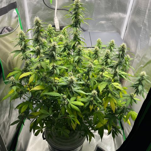 Northern Light growlog timeline photo