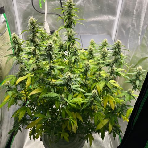 Northern Light growlog timeline photo