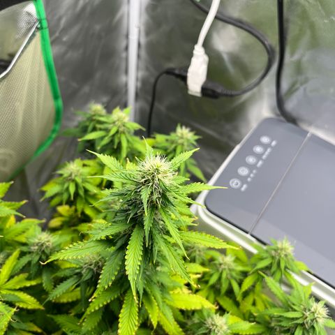 Northern Light growlog timeline photo