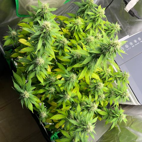 Northern Light growlog timeline photo
