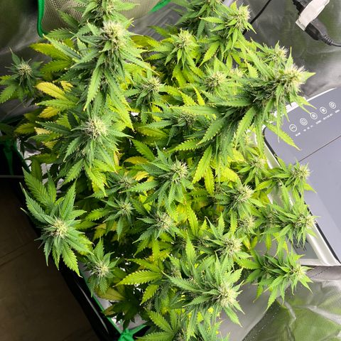 Northern Light growlog timeline photo