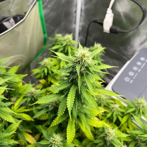 Northern Light growlog timeline photo