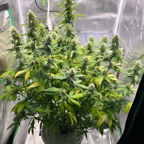 Northern Light growlog timeline photo