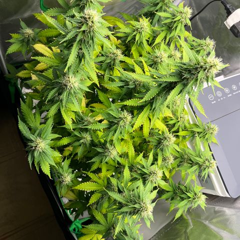 Northern Light growlog timeline photo