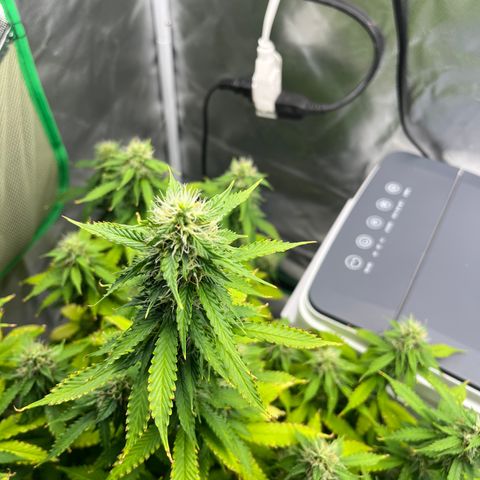 Northern Light growlog timeline photo