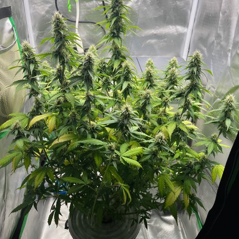 Northern Light growlog timeline photo