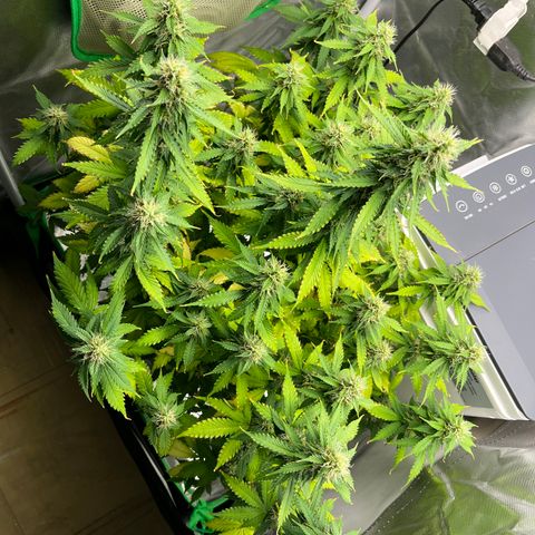 Northern Light growlog timeline photo
