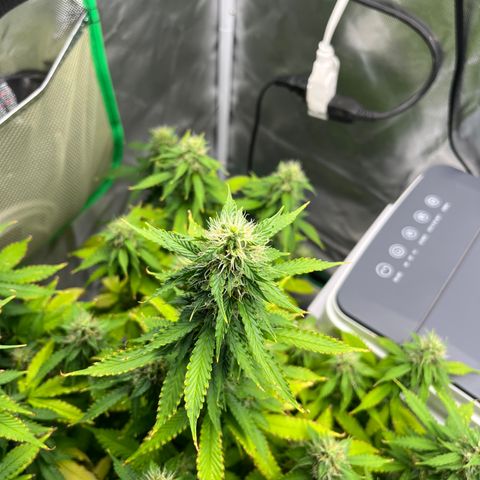 Northern Light growlog timeline photo