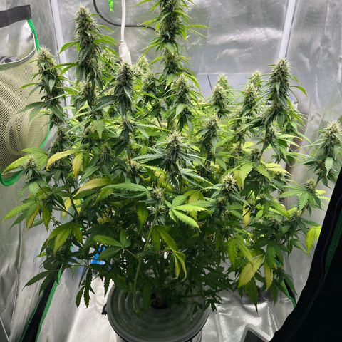 Northern Light growlog timeline photo