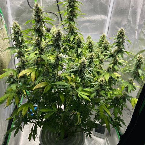 Northern Light growlog timeline photo
