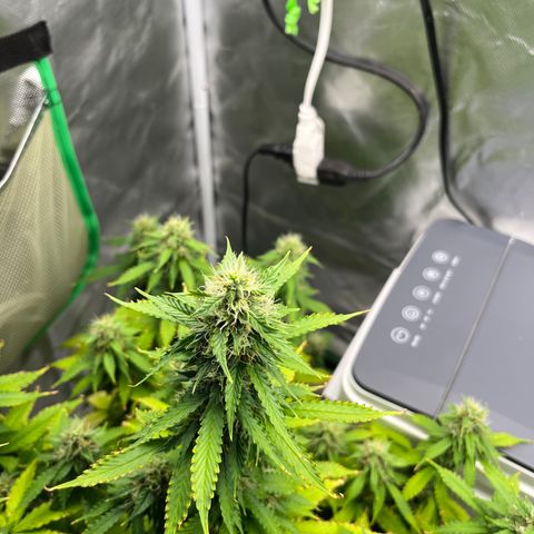 Northern Light growlog timeline photo