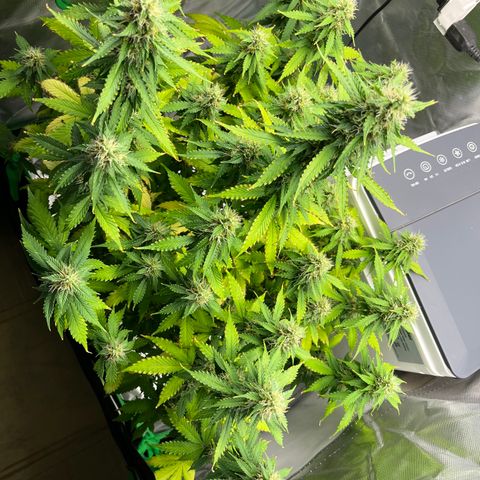 Northern Light growlog timeline photo