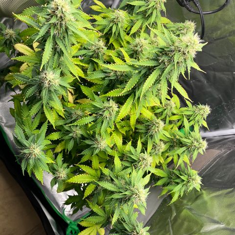 Northern Light growlog timeline photo