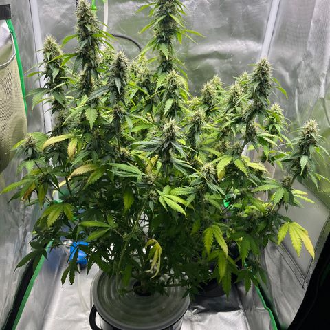Northern Light growlog timeline photo